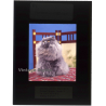 Persian Longhair *8 - Perser Langhaar / Cat (Vintage Diapositive 1970s)