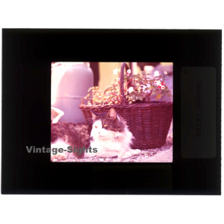 Persian Cat - Perser Katze / Basket - Flowers (Vintage Diapositive 1970s)