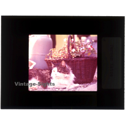 Persian Cat - Perser Katze / Basket - Flowers (Vintage Diapositive 1970s)