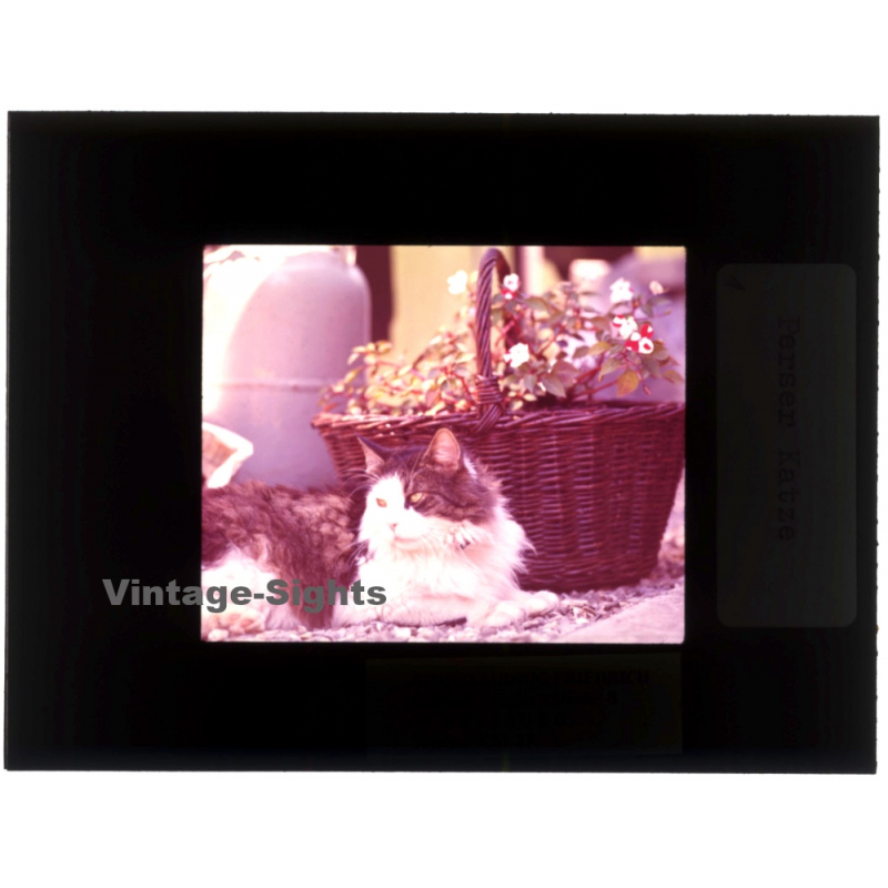 Persian Cat - Perser Katze / Basket - Flowers (Vintage Diapositive 1970s)