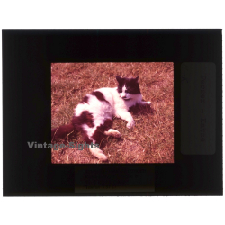 Persian Cat*2 - Perser Katze / Meadow (Vintage Diapositive 1970s)