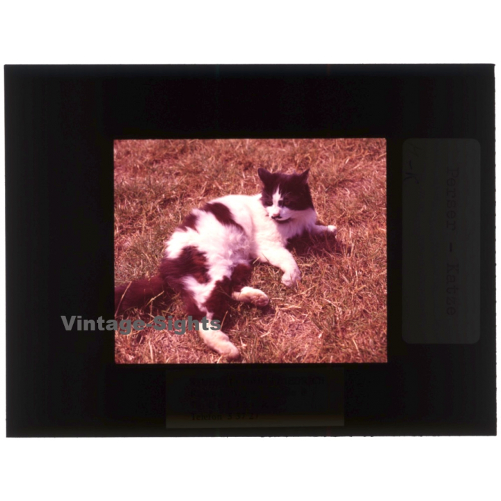 Persian Cat*2 - Perser Katze / Meadow (Vintage Diapositive 1970s)