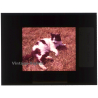 Persian Cat*2 - Perser Katze / Meadow (Vintage Diapositive 1970s)