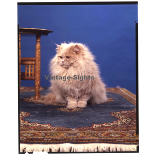 Persian Longhair *10 - Perser Langhaar / Cat (Vintage Diapositive Large Format 1970s)