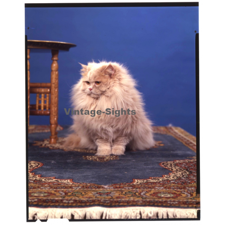 Persian Longhair *10 - Perser Langhaar / Cat (Vintage Diapositive Large Format 1970s)