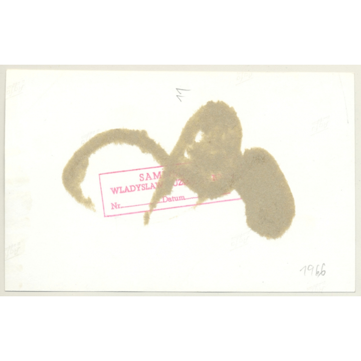 Darkhaired Nude Tied On Bondage Rack / Gag - BDSM (2nd Gen.Photo ~1960s)