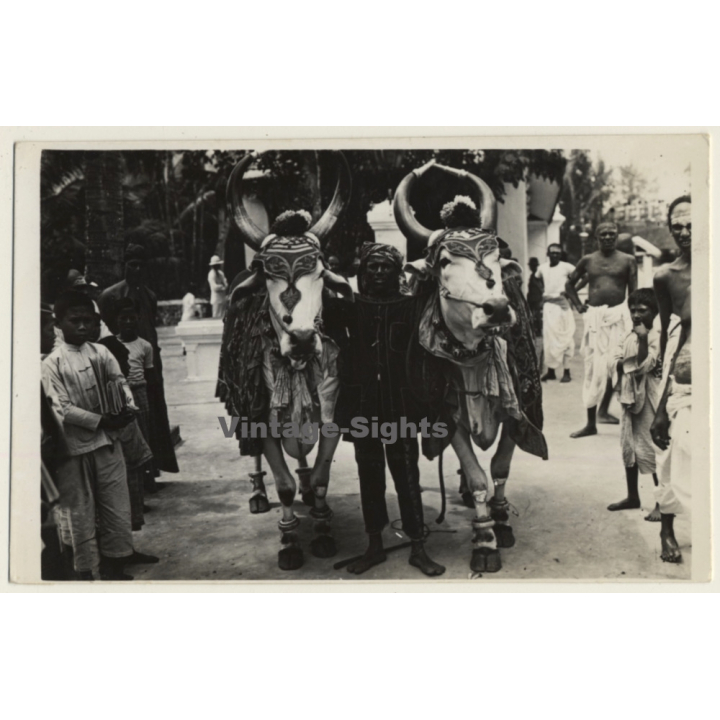 India: Gopastami Festival - Decorated Cows / Ethnic (Vintage RPPC)