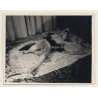 Elegant Brunette Nude With Black Cloth*7 / Risqué (Vintage Photo ~1940s/1950s)