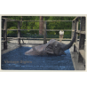 Baby Elephant Toots / Zoological Park Toledo (Vintage Linen PC ~1930s/1940s)