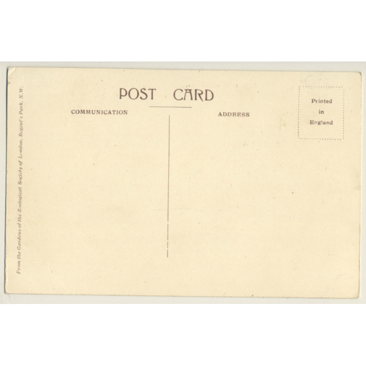 Elephant Riding - London Zoo / W.Bond  (Vintage PC)