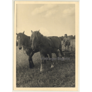 Man On Horse-Drawn Plow / Agriculture (Vintage Photo 1940s)