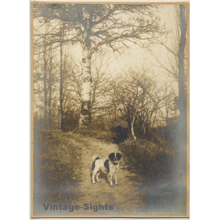 J. Falque: 2 Dogs In Birch Forest / Epagneul Breton (Vintage Photo 1890s)