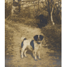J. Falque: 2 Dogs In Birch Forest / Epagneul Breton (Vintage Photo 1890s)