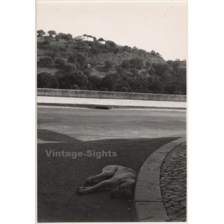 Lydia Nash / Bruxelles: Sleeping Street Dog At Roadside (Vintage Photo 1980s)