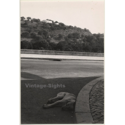 Lydia Nash / Bruxelles: Sleeping Street Dog At Roadside (Vintage Photo 1980s)