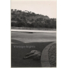 Lydia Nash / Bruxelles: Sleeping Street Dog At Roadside (Vintage Photo 1980s)
