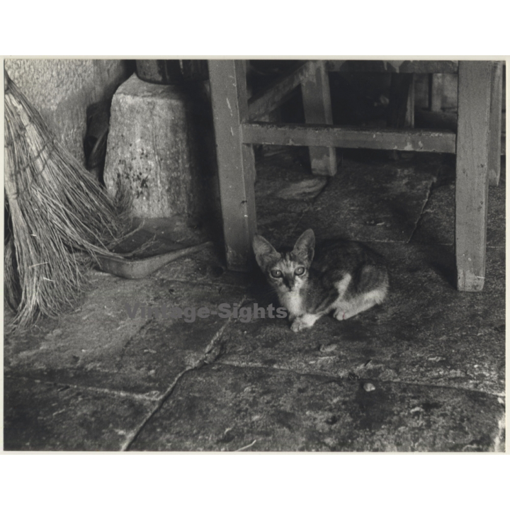 Lydia Nash / Bruxelles: Little Kitten On Finca Floor / Baby Cat (Vintage Photo 1980s)