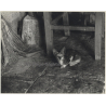 Lydia Nash / Bruxelles: Little Kitten On Finca Floor / Baby Cat (Vintage Photo 1980s)