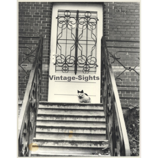 Lydia Nash / Bruxelles: Cat On Staircase In Front Of Door (Vintage Photo 1980s)