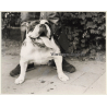 Lydia Nash: English Bulldog On Leash / Tongue Out (Large Vintage Photo 1980s)