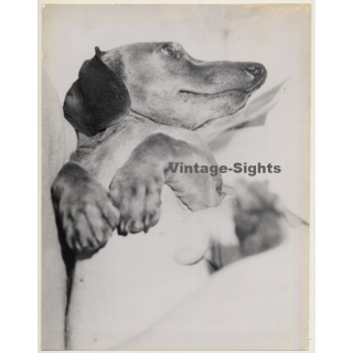 Lydia Nash: Sweet Dachshund / Teckel (Large Vintage Photo 1980s)