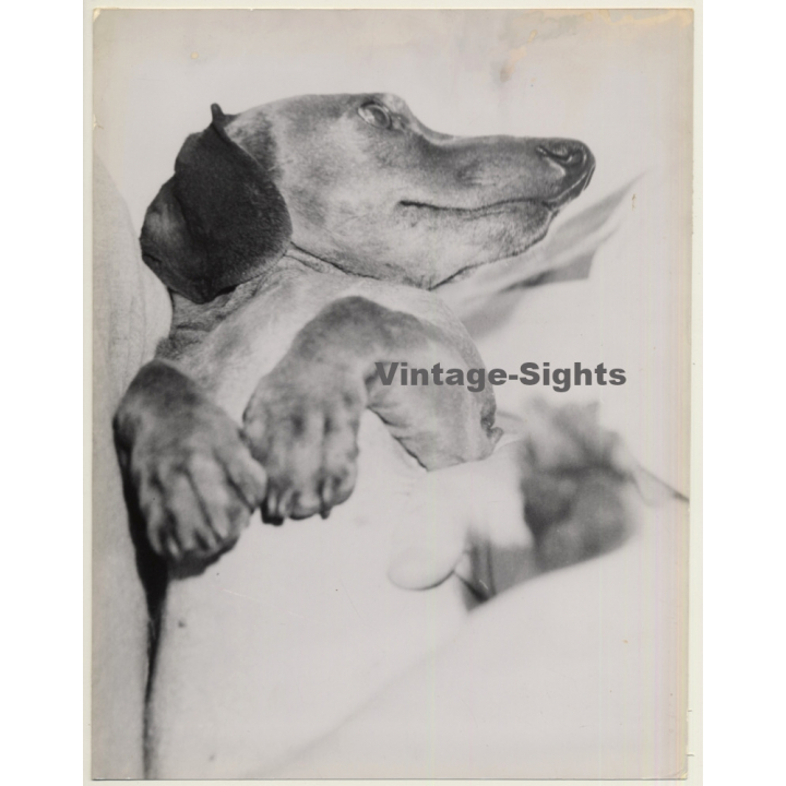 Lydia Nash: Sweet Dachshund / Teckel (Large Vintage Photo 1980s)