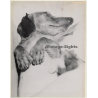 Lydia Nash: Sweet Dachshund / Teckel (Large Vintage Photo 1980s)