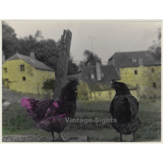 Lydia Nash: Chicken - Poultry (Large Hand Colored Vintage Photo 1980s)