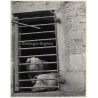 Lydia Nash: Pigs Behind Bars (Large Vintage Photo 1980s)