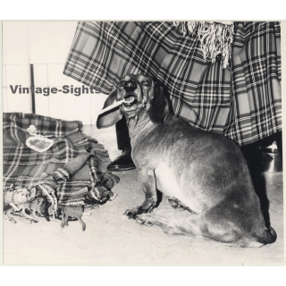 Lydia Nash: Old Dachshund / Teckel / Bone - Kilt (Large Vintage Photo 1980s)