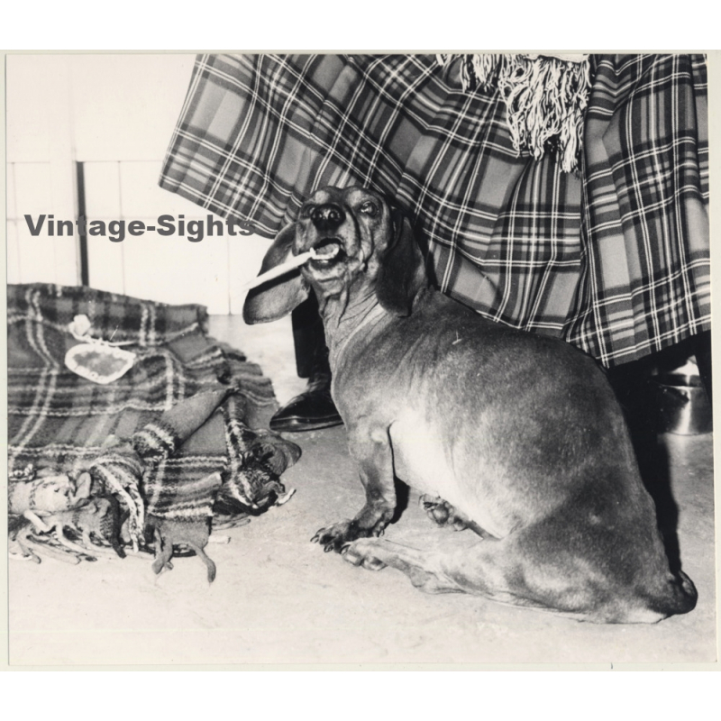 Lydia Nash: Old Dachshund / Teckel / Bone - Kilt (Large Vintage Photo 1980s)