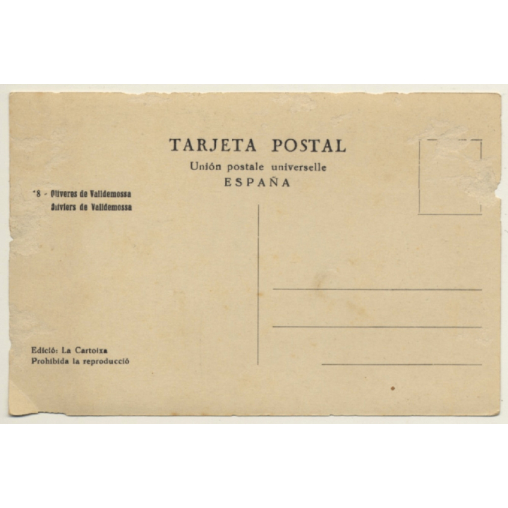 Mallorca: Oliveres De Valldemossa / Olive Tree (Vintage RPPC ~1920s/1930s)
