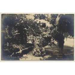 L. Roisin Fotografo: Barcelona - Nevada Parque (Vintage RPPC ~1920s/1930s)