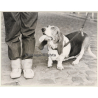 Lydia Nash: Basset Hound - Hush Puppy - Denim (Large Vintage Photo 1980s)