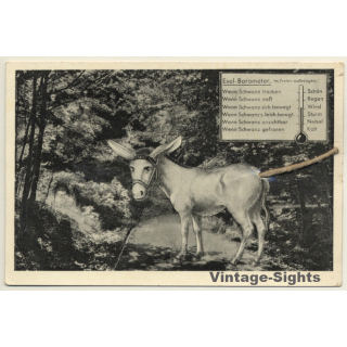 Esel-Barometer / Donkey - Gimmick (Vintage PC 1952)