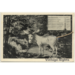 Esel-Barometer / Donkey - Gimmick (Vintage PC 1952)