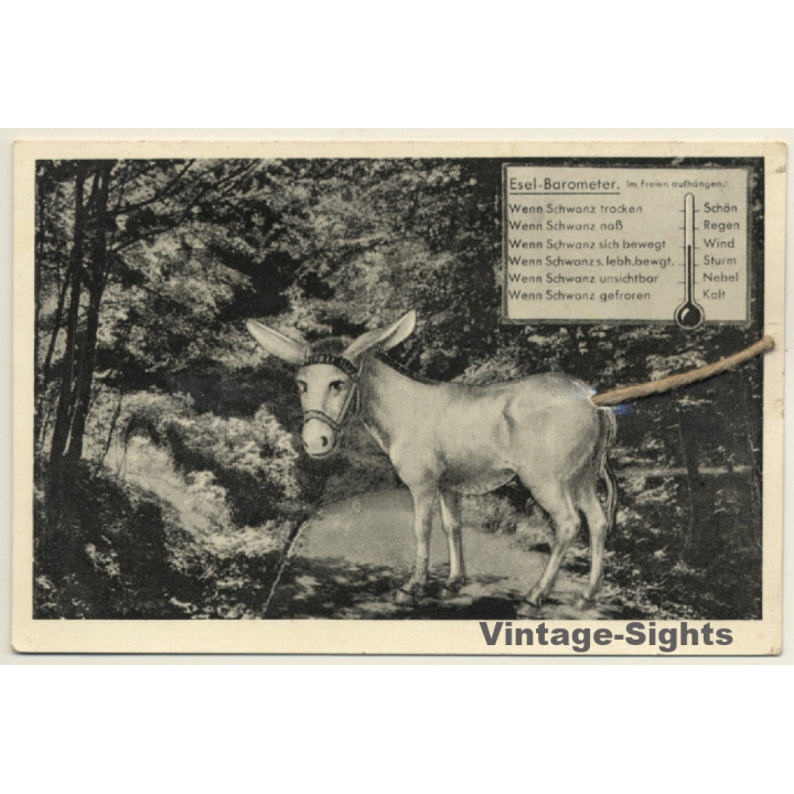 Esel-Barometer / Donkey - Gimmick (Vintage PC 1952)