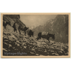 Germany: Im Reintal - Die Zugspitzesel - Donkeys (Vintage PC 1928)