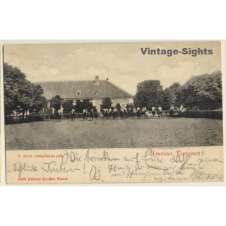 Kisbér / Hungary: 7 Year Old Mares / Stud (Vintage PC 1903)