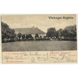 Kisbér / Hungary: 7 Year Old Mares / Stud (Vintage PC 1903)