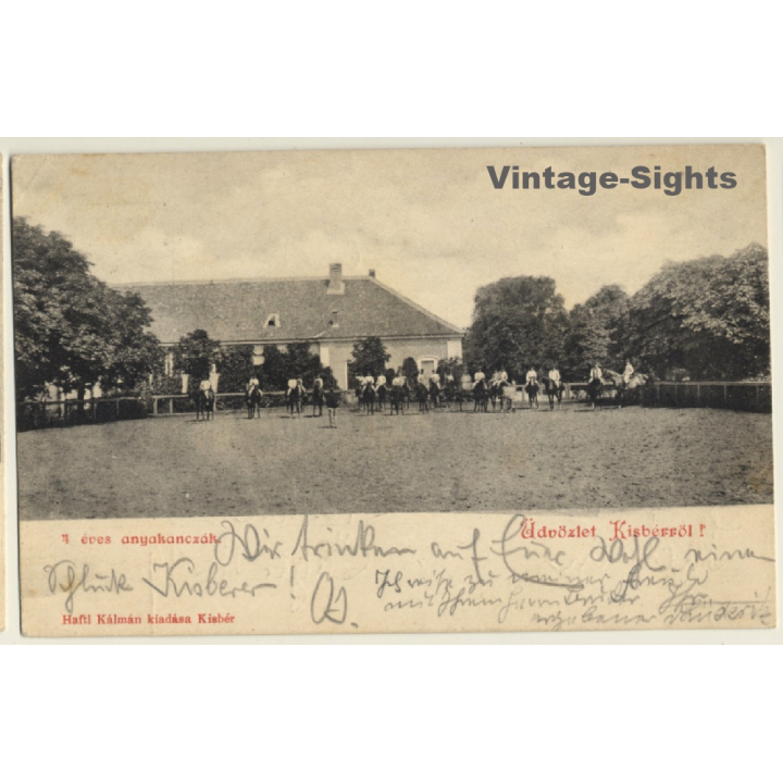 Kisbér / Hungary: 7 Year Old Mares / Stud (Vintage PC 1903)
