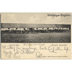 Kisbér / Hungary: Horses / Stud (Vintage PC 1903)