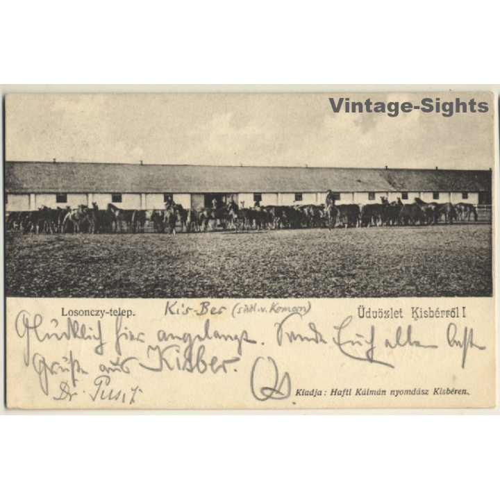 Kisbér / Hungary: Horses / Stud (Vintage PC 1903)