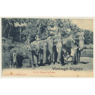 Sri Lanka: Elephants In Ceylon (Vintage PC 1910s71920s)