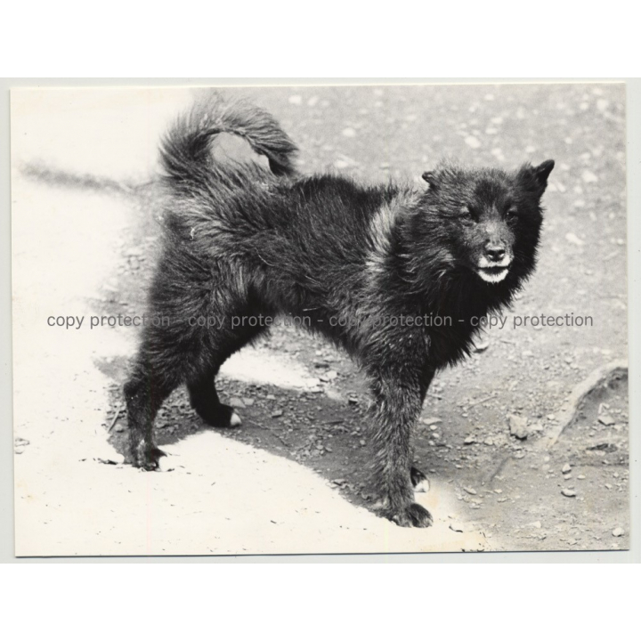 Portrait Of Scruffy Street Dog / Paris - France (Vintage Photo 1970s B/W)