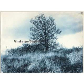Jerri Bram (1942): Tree In Landscape I (Large Vintage Cyanotpye Photo ~1970s)