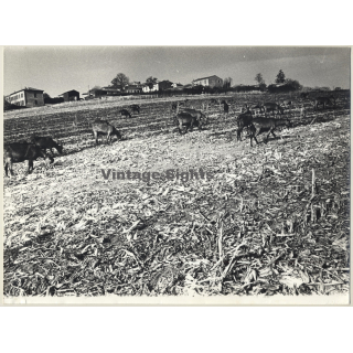 Jerri Bram (1942): Goats On Fields - Landscape (Large Vintage Photo ~1970s)