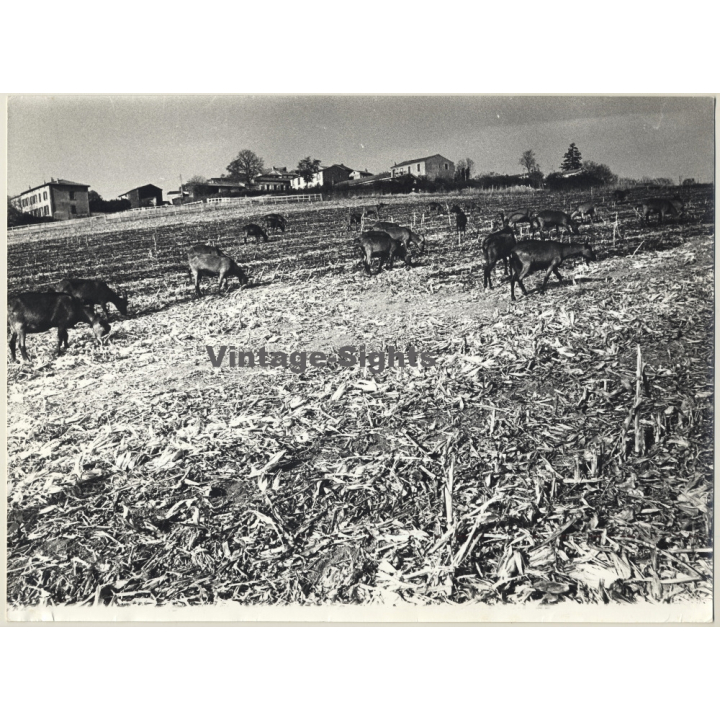 Jerri Bram (1942): Goats On Fields - Landscape (Large Vintage Photo ~1970s)