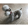 Vintage Steiff Snobby Dog / Schnauzer With Button & Tag 5335.05  ~1950s/1960s