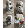 Vintage Steiff Snobby Dog / Schnauzer With Button & Tag 5335.05  ~1950s/1960s
